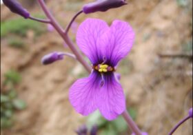 «Moricandia moricandioides» (Moríscola, berza silvestre)
